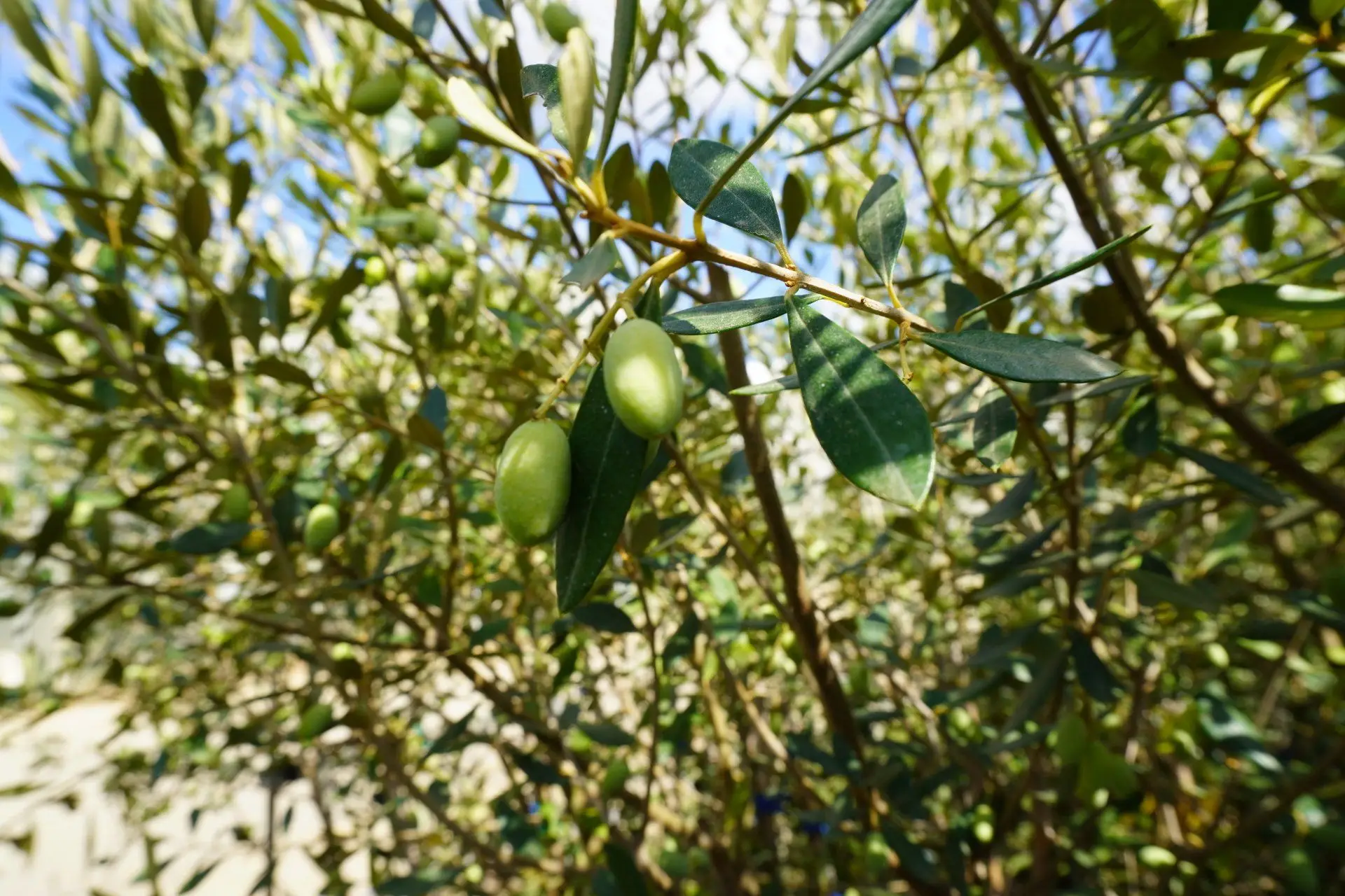 DSC00255-ff414197-2880w[1]