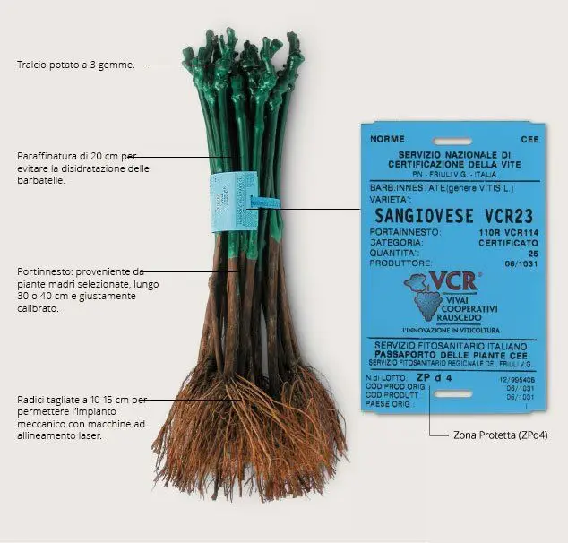 barbatella_it-760w[1]