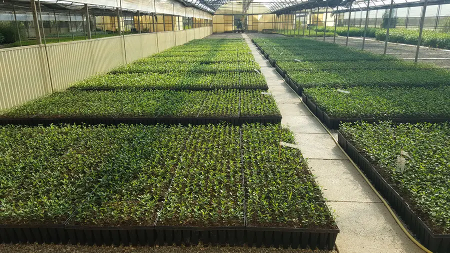 semenzale-agrumi_emergenza-seme3